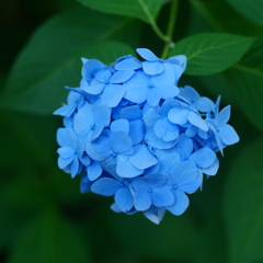 紫陽花