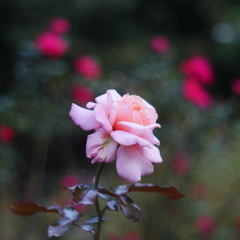 薔薇