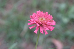 於大公園