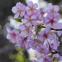 河津桜