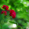 ふれあいの森