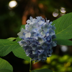 紫陽花