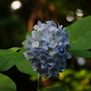 紫陽花