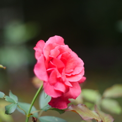 薔薇