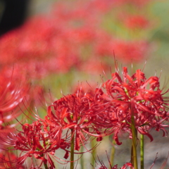 曼珠沙華