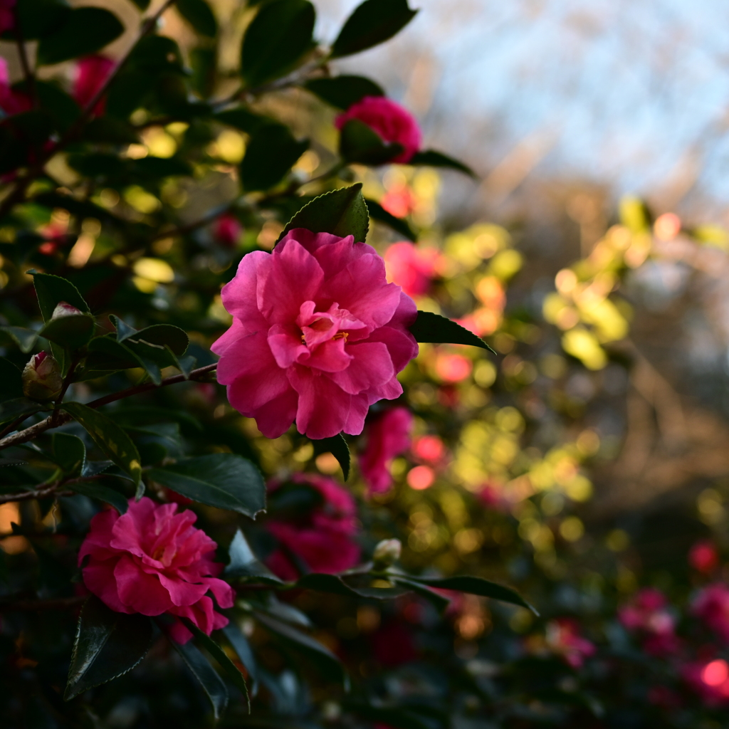 山茶花