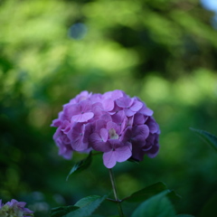 紫陽花