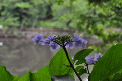 紫陽花