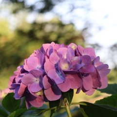 紫陽花