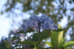花ひろば