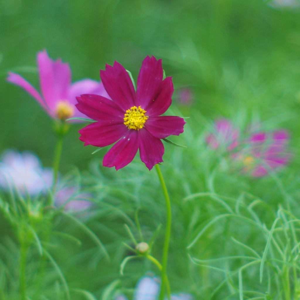 秋桜