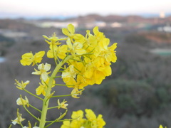 知多半島