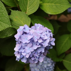 紫陽花