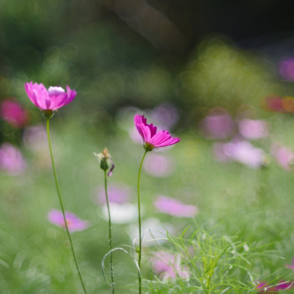 秋桜