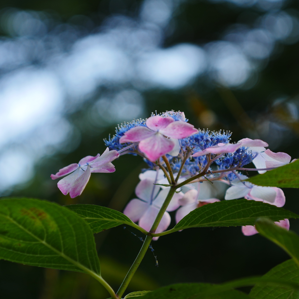 紫陽花