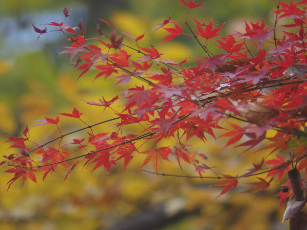 紅葉