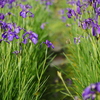 花かつみ園