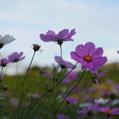 コスモス畑