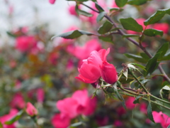 薔薇