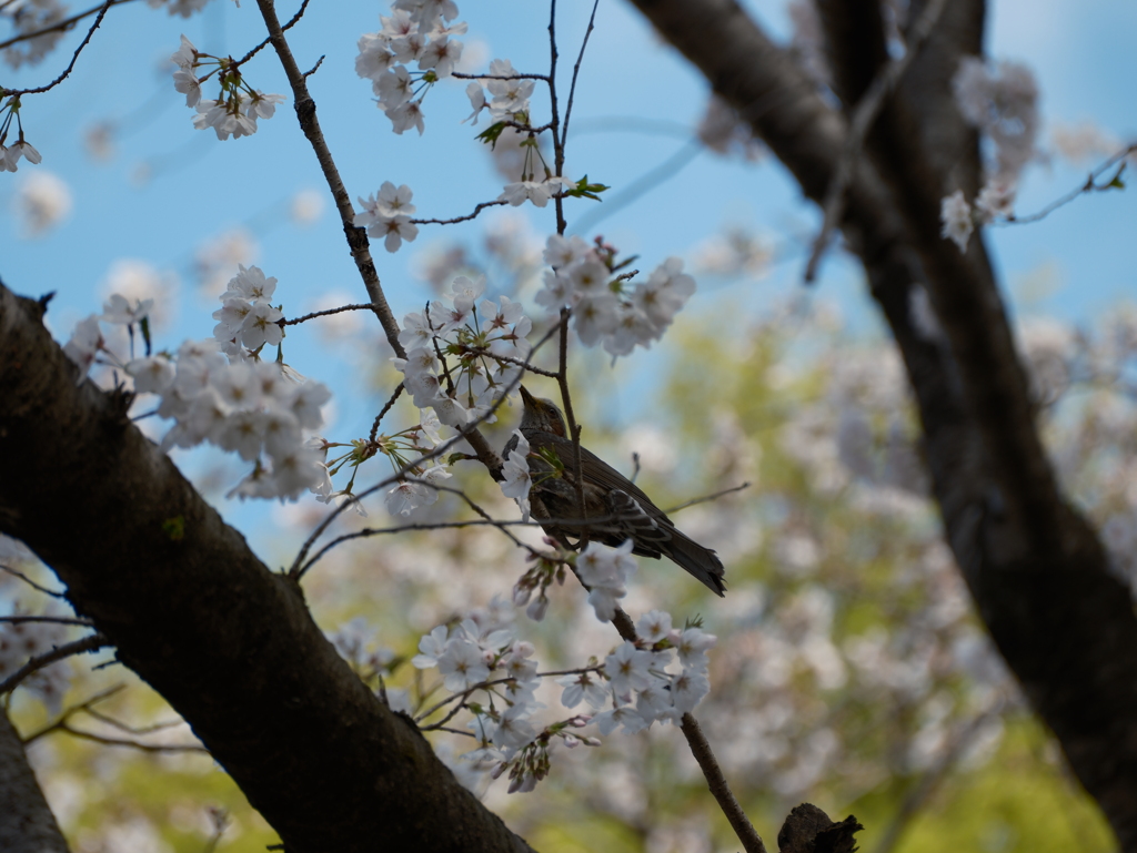 ふれあいの森