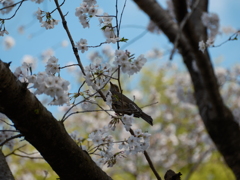 ふれあいの森