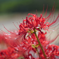曼珠沙華