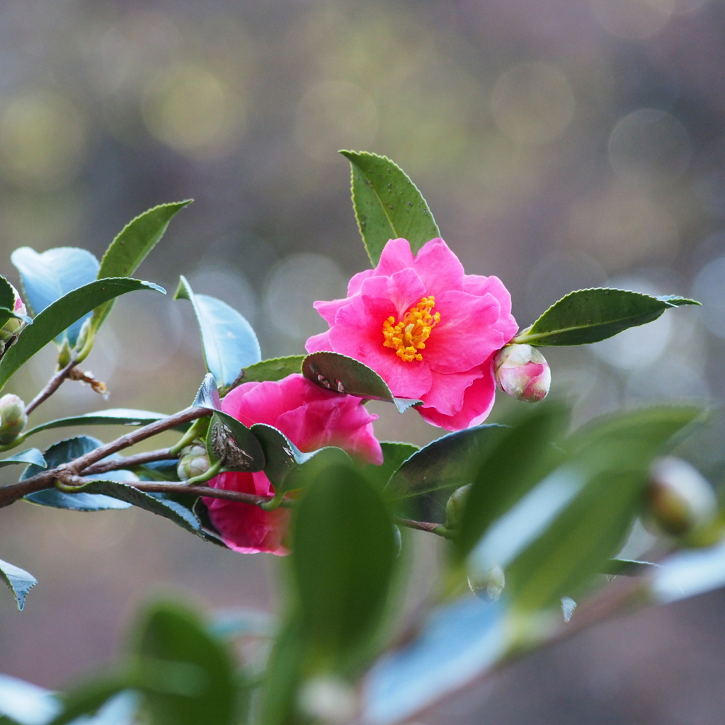 山茶花