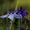 菖蒲
