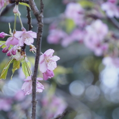 聖崎公園