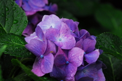紫陽花