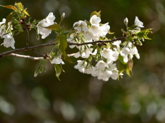 泉の森