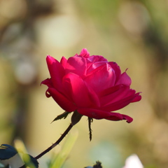 薔薇