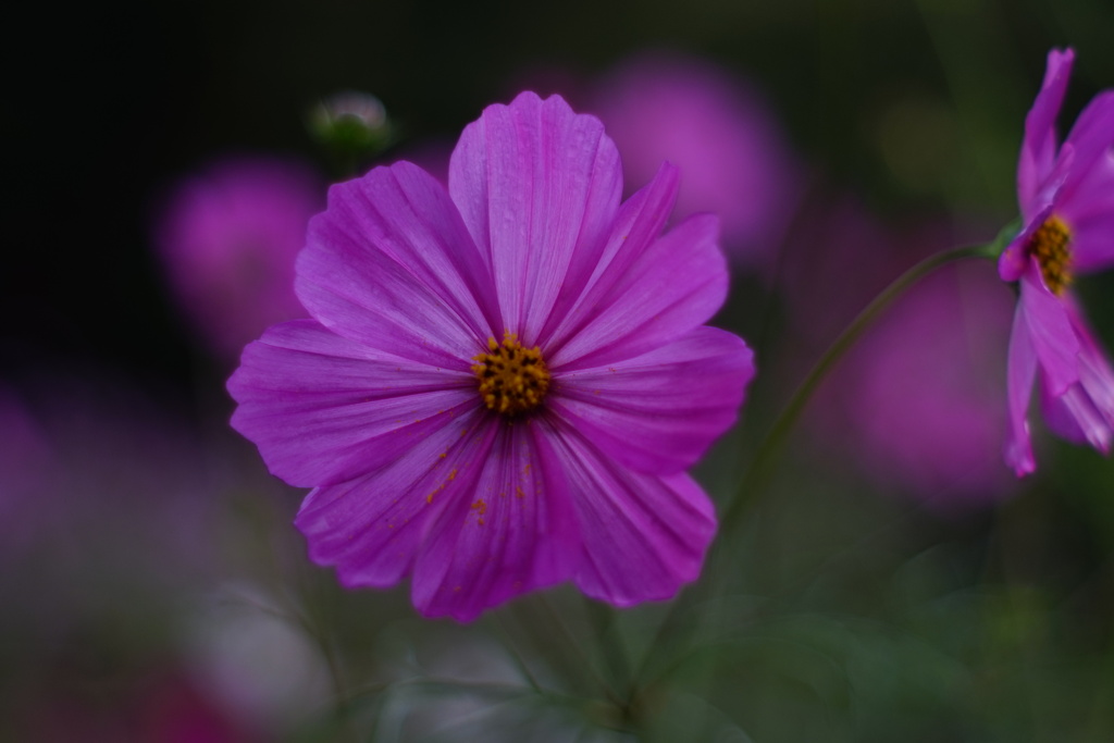 秋桜