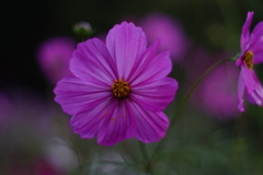 秋桜