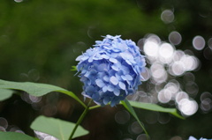 紫陽花