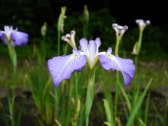 ふれあいの森