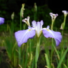 ふれあいの森