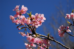 河津桜