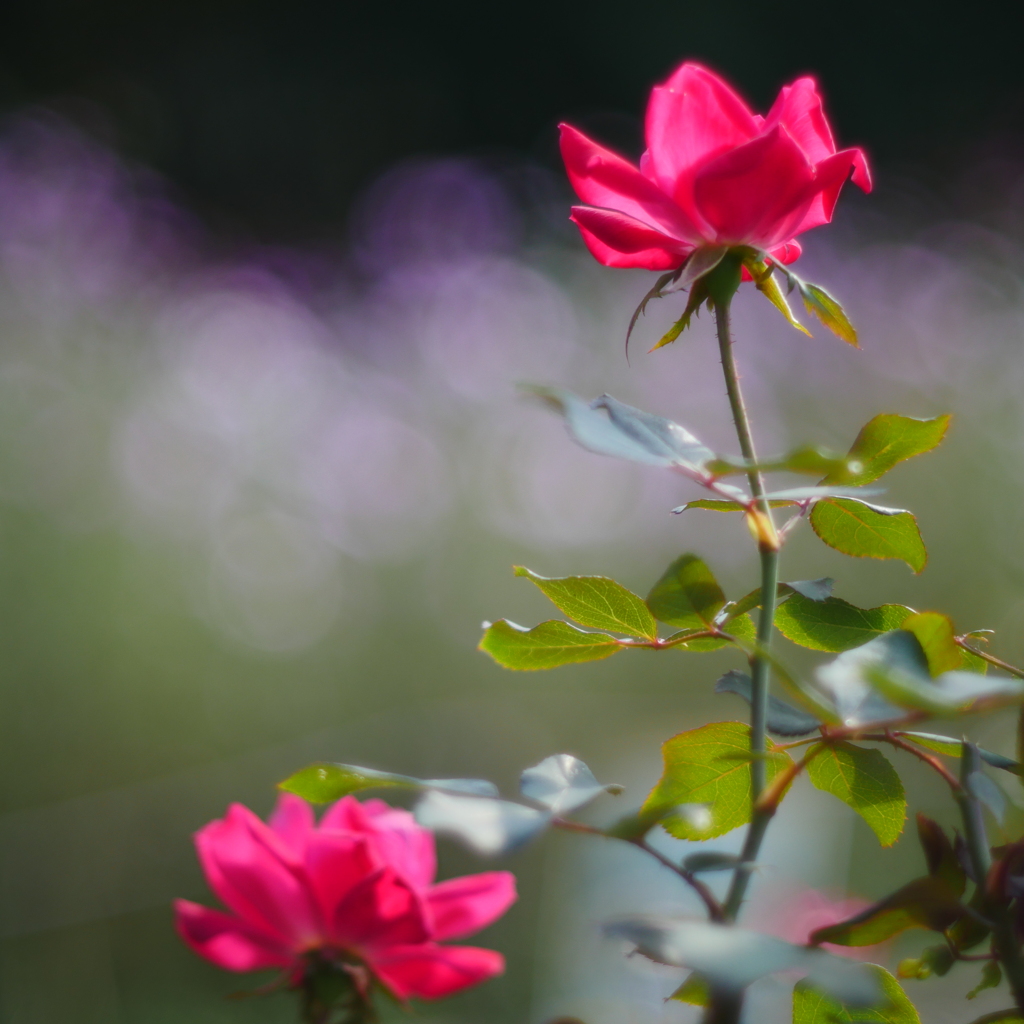 薔薇