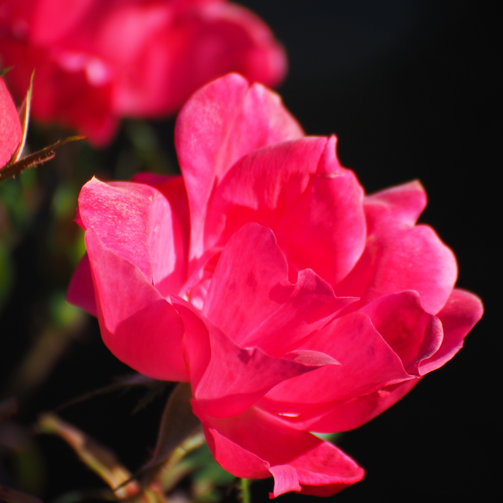 薔薇