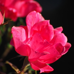薔薇