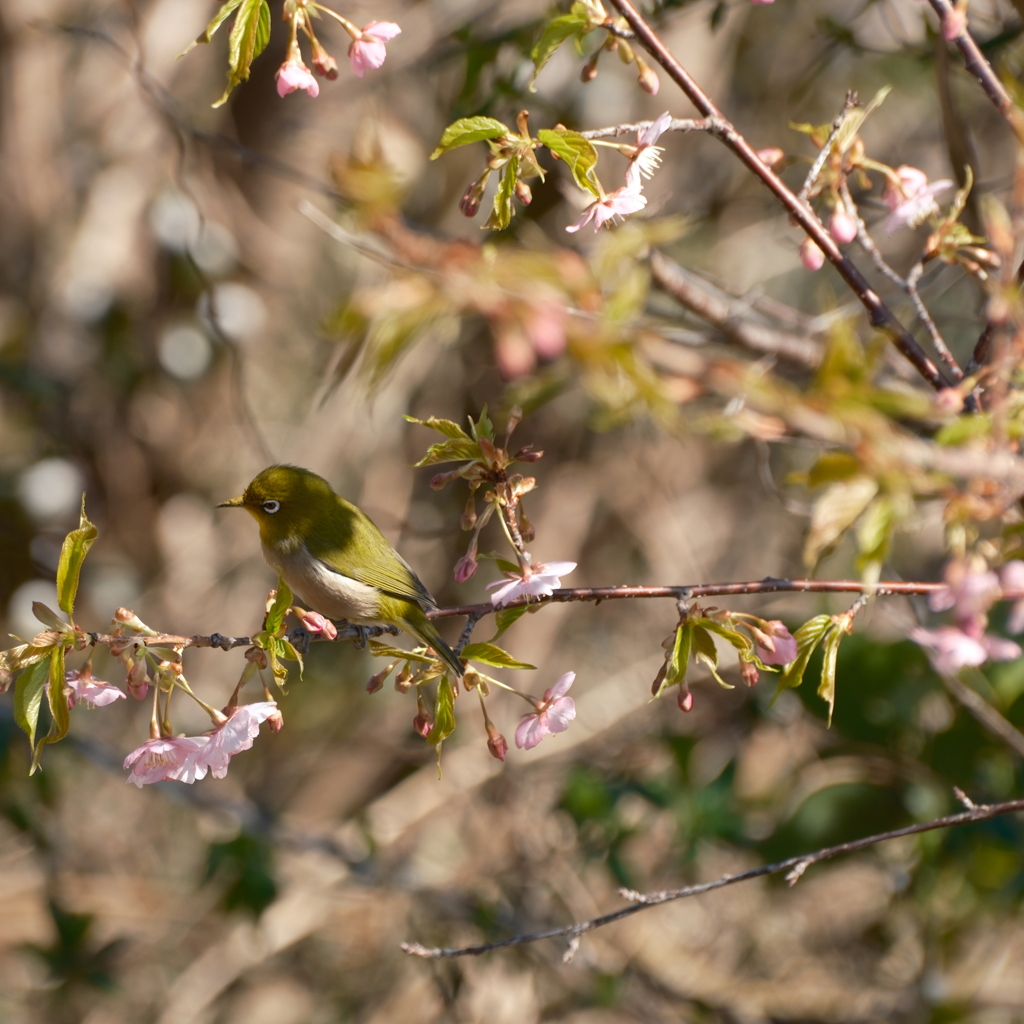メジロと桜