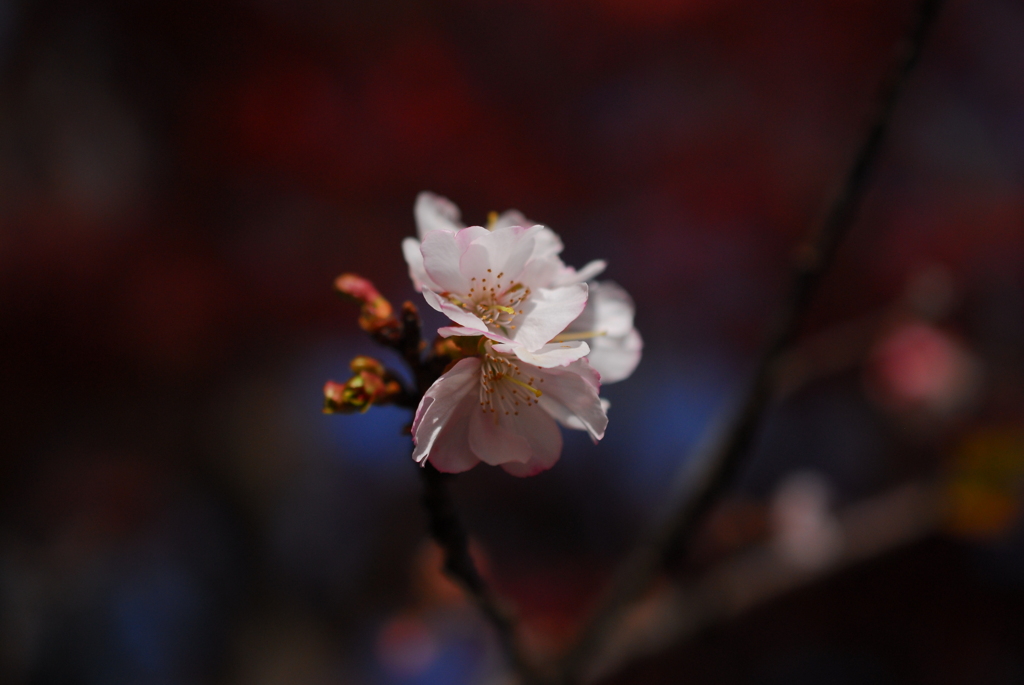 雁宿公園