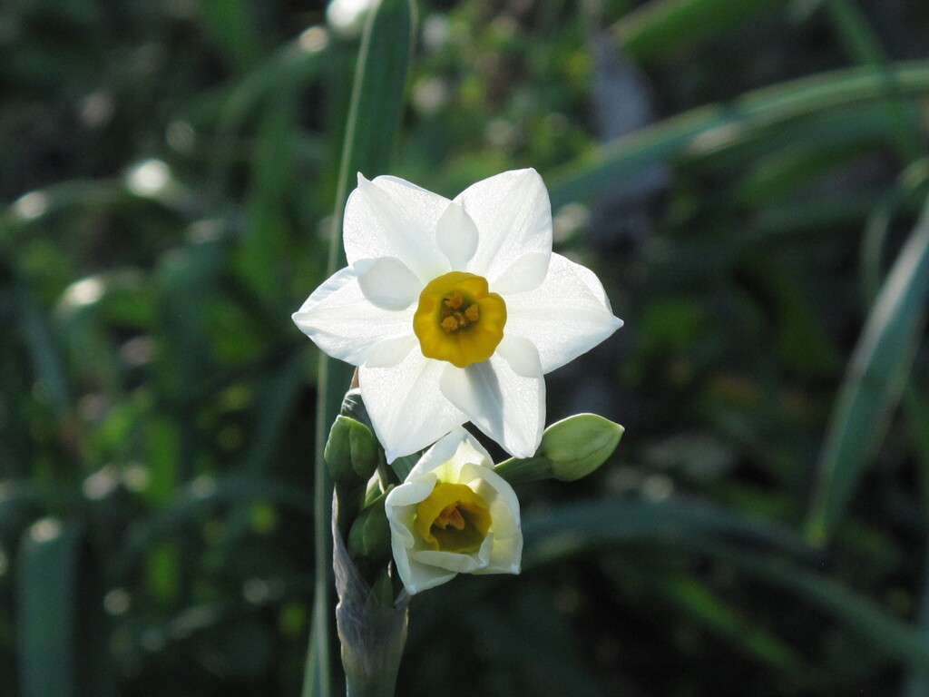 スイセン
