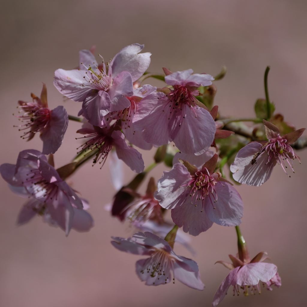 河津桜