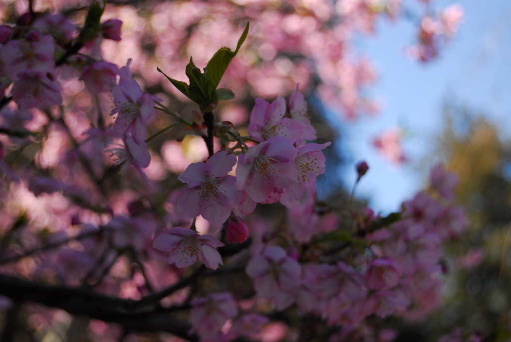 河津桜