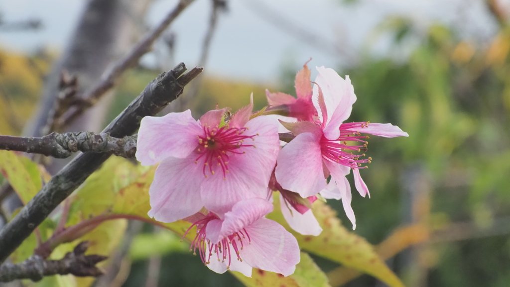 桜公園