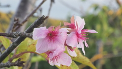 桜公園