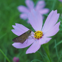 花と蝶