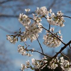 泉の森